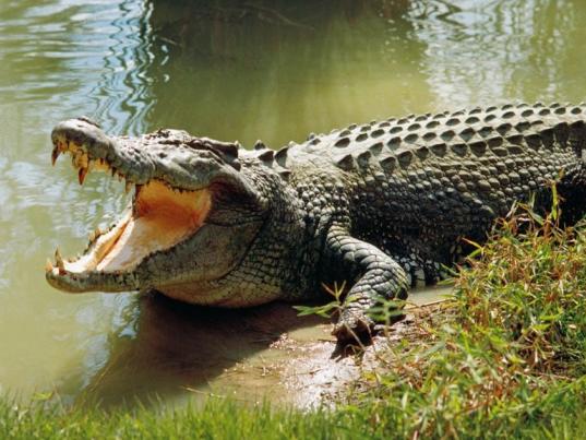 Croc picture